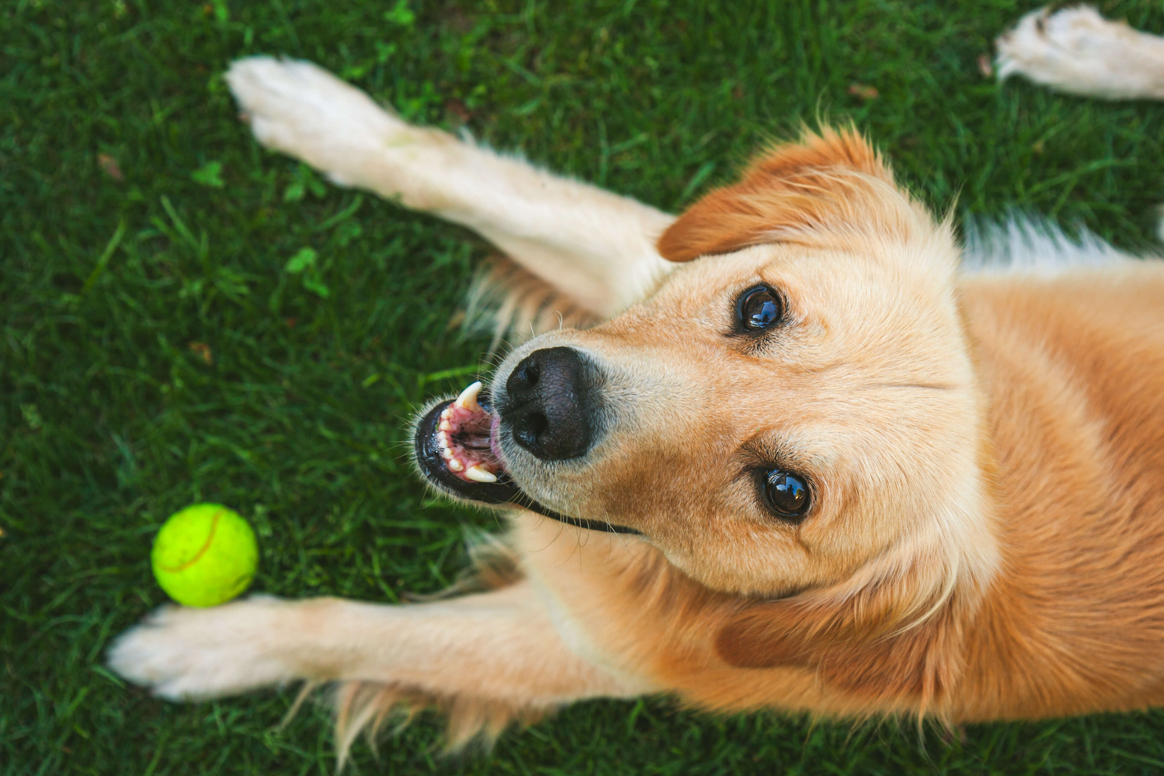 A golden retriever on green grass with a tennis ball at Village Clubs Camelback, looking up with a joyful expression.